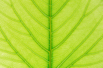 Green leaf pattern texture background with light behind for website template, spring beauty, environment and ecology design.