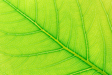 Green leaf pattern texture background with light behind for website template, spring beauty, environment and ecology design.