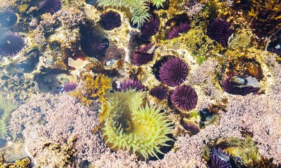 California tide pools teaming with life.
