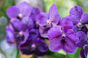 Orchid flower in orchid garden at winter or spring day for beauty and agriculture design. Vanda Orchidaceae.