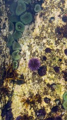 Lonely sea urchin in tide pool. Davenport california,Santa Cruz county 