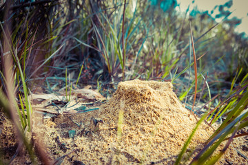 Closeup view of an anthill in Australia with shallow focus