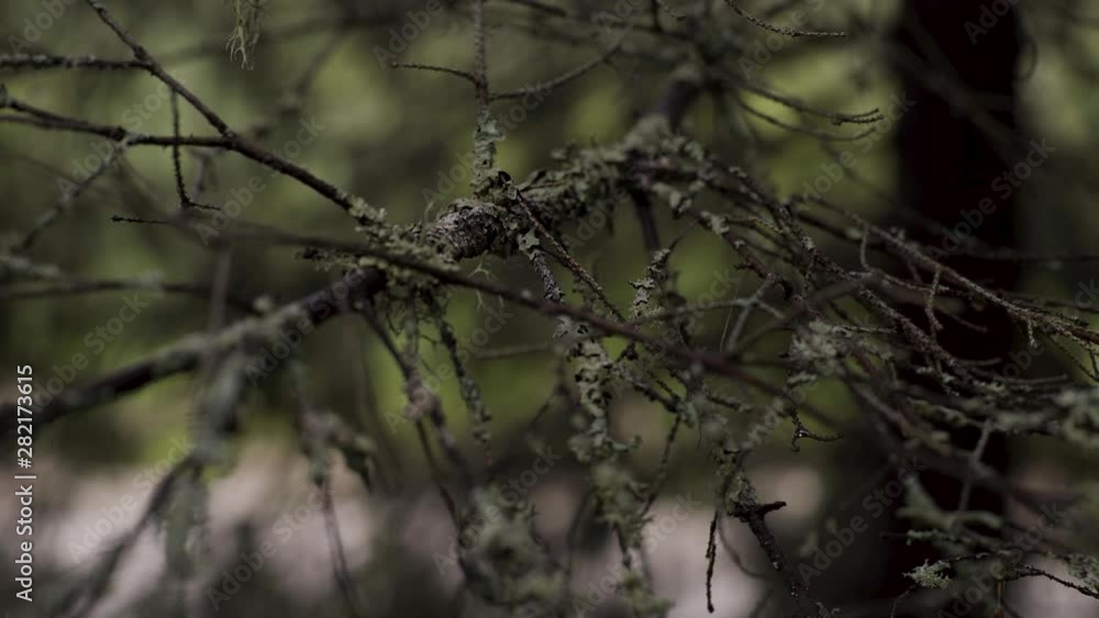 Poster close-up of old dry branch with moss. stock footage. branch overgrown with moss sways in wind in glo