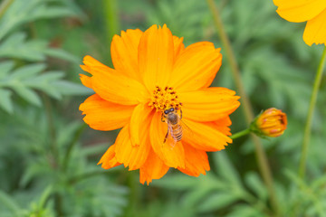 Outdoor spring blooming yellow orange yellow autumn flowers and bees,Cosmos sulphureus Cav.