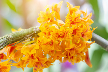 Orchid flower in orchid garden at winter or spring day for beauty and agriculture design....
