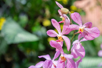 Orchid flower in orchid garden at winter or spring day for beauty and agriculture design. Mokara...