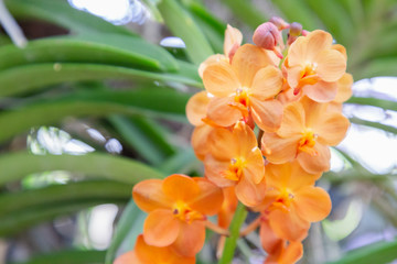 Orchid flower in orchid garden at winter or spring day for beauty and agriculture design. Vanda...
