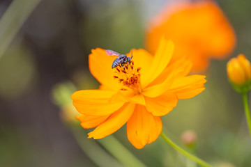 Outdoor spring blooming yellow orange yellow autumn flowers and bees,Cosmos sulphureus Cav.