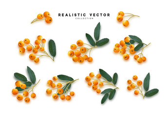 Set of realistic rowan berries, hawthorn, viburnum. vector illustration