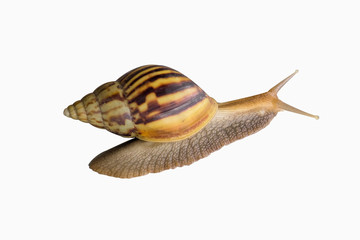 Garden snail isolated on white + Clipping Path
