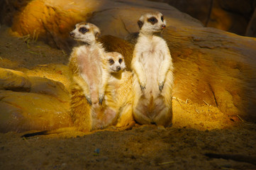 Cute animals in the zoo stand in rows to take pictures