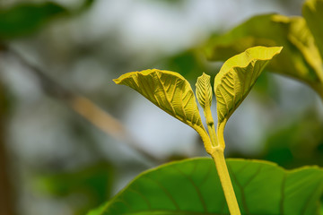 Obraz premium The leaves of the teak tree, which, if observed well, will see small hairs covering the entire leaf.