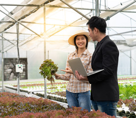 Businessman and farmer choose for quality product hydroponic vegetable in a farm