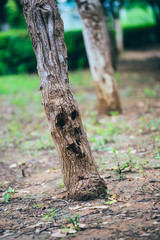 Spring outdoor trunk with a skull face pattern