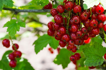 Red currant on a branch with leaves
