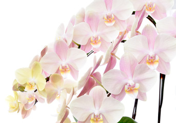 Beautiful orchid flower on white background  胡蝶蘭 - obrazy, fototapety, plakaty