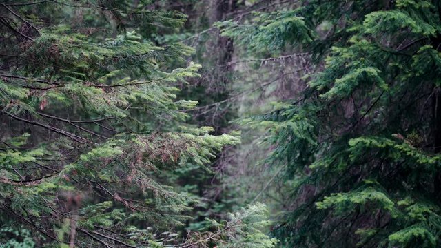 Branches of wild pine trees in forest in cloudy weather. Stock footage. Old coniferous trees sway their branches in light breeze