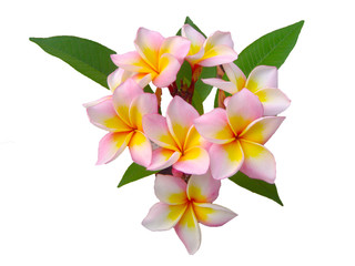 Leelawadee flowers, beautiful yellow and pink