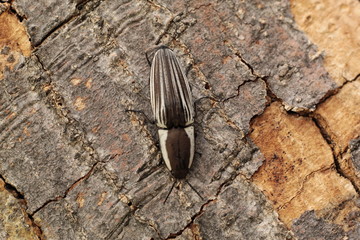 Raro escarabajo