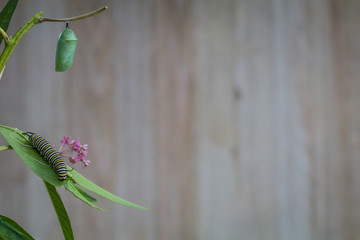 Monarch Chrysalis and Caterpillar, Danaus Plexppus, on Milkweed stem against rustic wooden...