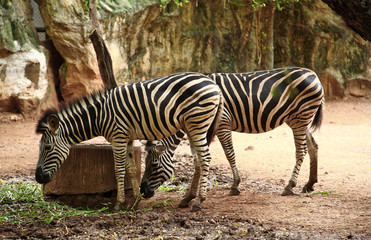 Naklejka na ściany i meble Zebra from savennah in thailand zoo