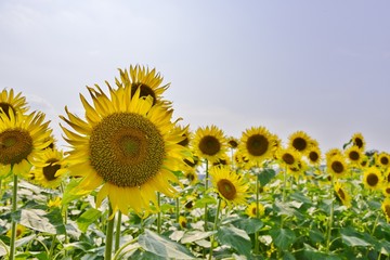 青空とヒマワリ