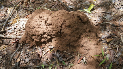 The nest of small animal termites in the middle of a large forest