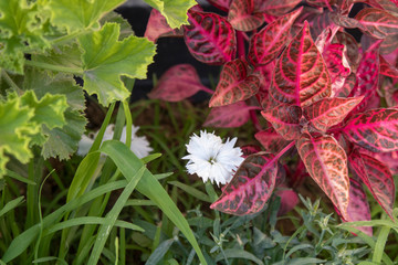 Close-up of plants of different colors