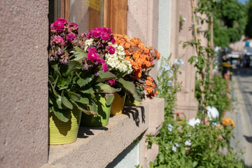 Colorful flowers in pot on windowsill. Some of the flowers are dried out.