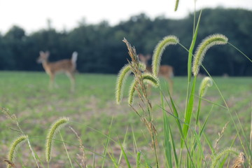 field with deer in backround focus on grass