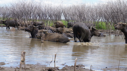 The swarms of buffalo fled to the water.