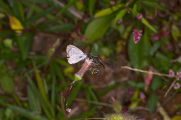 blossom of white False spiraea flower