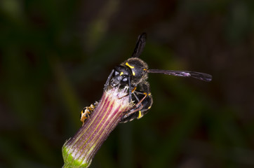 bee on flower bud 