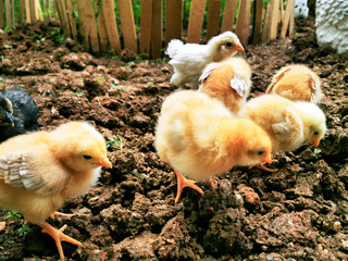 yellow and black chicks looking for food on the ground
