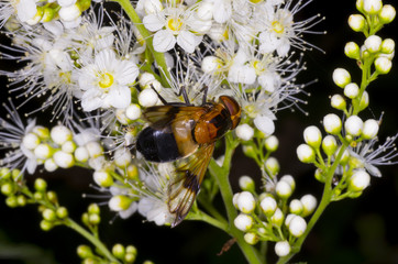 flower fly on white flower blossom