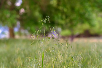 Close up view of green plant with small leaves and fragile stems in the forest
