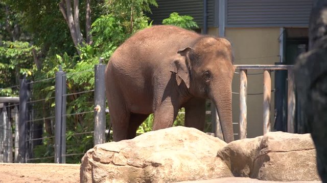 This is a High Definition video of a baby elephant at the Taronga Zoo in Sydney, Australia.