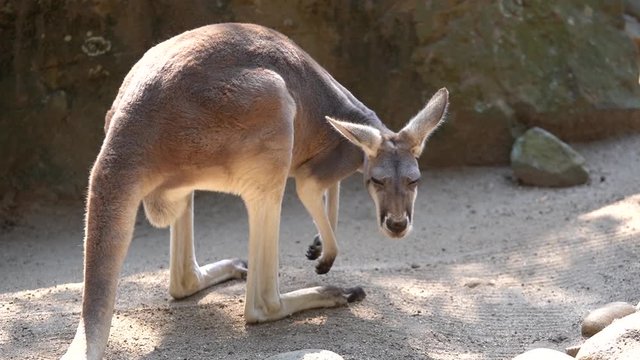 This is a High Definition video of a red kangaroo at the Taronga Zoo in Sydney, Australia.