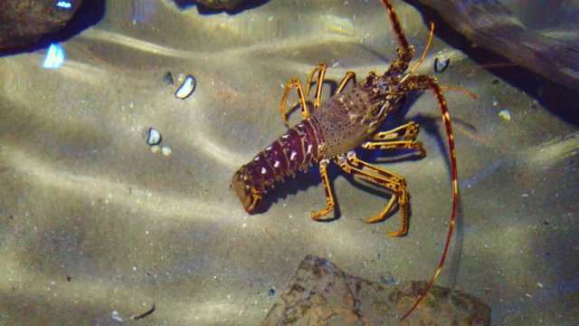 lobster walking on sea bed