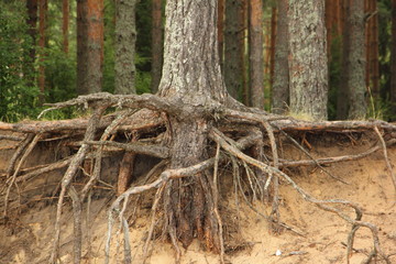 Close up open roots of pine tree on the steep sandy banks a dike licked by the swell