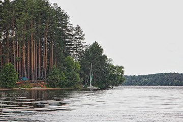 Wild river Bank with green pine trees and sailing catamaran on the background of water and far...