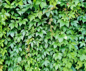 Fototapeta na wymiar ivy leaves cover the wall