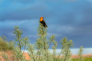 Bird perched on the stem of a plant with small leaves against blurred background