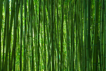 京都の風景　緑の竹林