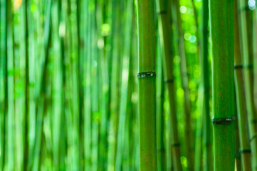 Fototapeta na wymiar 京都の風景　緑の竹林
