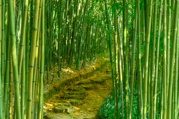 京都の風景　緑の竹林