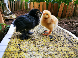 cute black and yellow chicks kissing each other close up