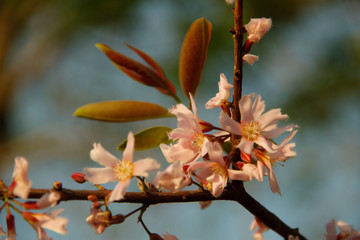 Cratoxylum formosum flower.