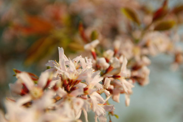 Cratoxylum formosum flower.