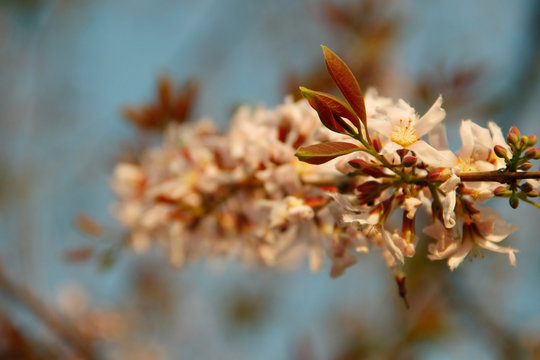 Cratoxylum formosum flower.